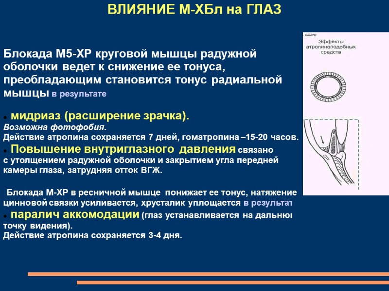 Блокада М5‑ХР круговой мышцы радужной оболочки ведет к снижение ее тонуса, преобладающим становится тонус